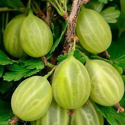 Крыжовник УРАЛЬСКИЙ ИЗУМРУД  Крыжовник УРАЛЬСКИЙ ИЗУМРУД в Королеве