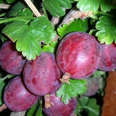 Крыжовник КОЛОБОК  Крыжовник КОЛОБОК в Королеве