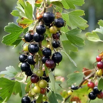 Смородина золотистая ПЛОТНОМЯСАЯ  Смородина золотистая ПЛОТНОМЯСАЯ в Королеве