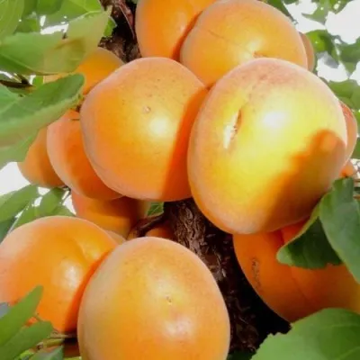 Абрикос ДЕСЕРТНЫЙ — описание сорта Абрикос ДЕСЕРТНЫЙ в Королеве