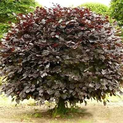 Бук лесной АТРОПУНИЦЕА  Бук лесной АТРОПУНИЦЕА в Королеве