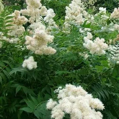 Рябинник рябинолистный в Королеве