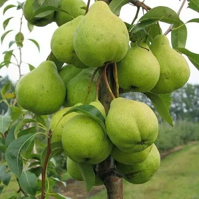 Груша ДЕКОР колонновидная  Груша ДЕКОР колонновидная в Королеве