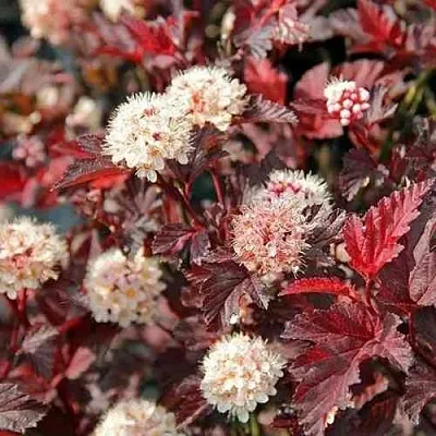 Пузыреплодник ЛЕДИ ИН РЕД  Пузыреплодник ЛЕДИ ИН РЕД в Королеве