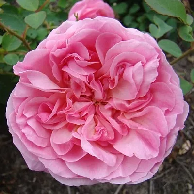 Саженцы роз ХАЙДИ ХОЛЛ английская  Саженцы роз ХАЙДИ ХОЛЛ английская в Королеве