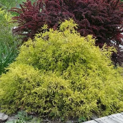 Кипарисовик ГОЛДЕН МОП горохоплодный  Кипарисовик ГОЛДЕН МОП горохоплодный в Королеве