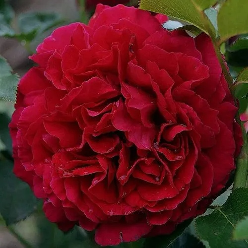 Роза МАЙРА РЕД  чайно-гибридная  в Королеве