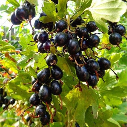 Смородина золотистая ОВАЛЬНАЯ в Королеве