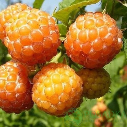 Малина КУМБЕРЛЕНД желтая в Королеве