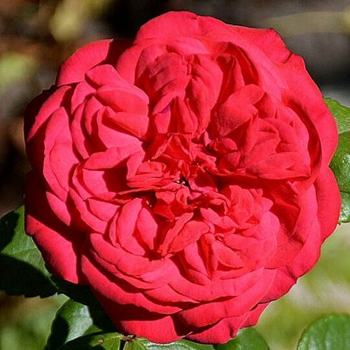 Роза ПИАНО РЕД чайно-гибридная  в Королеве