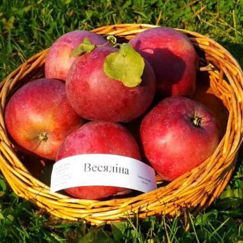 Яблоня ВЕСЯЛИНА в Королеве