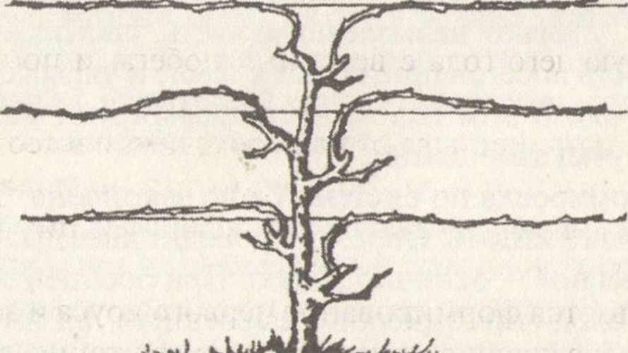 Вертикальный кордон.jpg