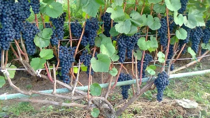 Веерная бесштамбовая обрезка.jpg