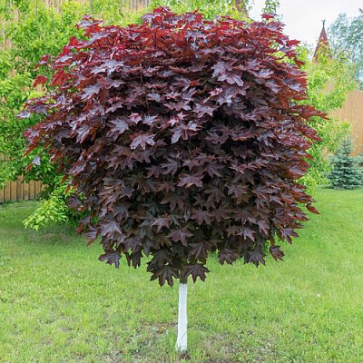 Клен красный в Королеве