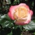 Роза БЕЛЛА ПЕРЛА чайно-гибридная в Королеве