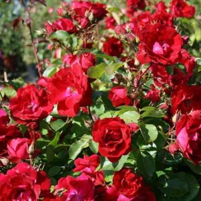 Роза ЧАМПЛЕЙН флорибунда в Королеве