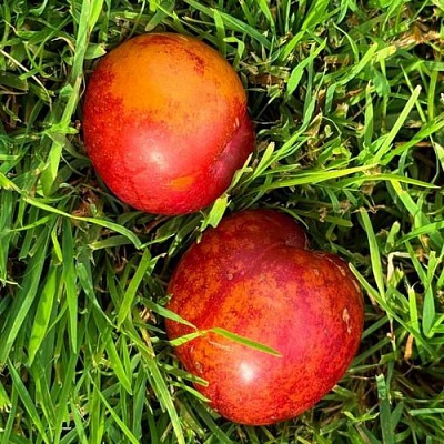 Шарафуга НЕКТАРИННАЯ в Королеве