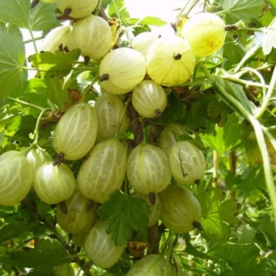 Крыжовник ИНВИКТА в Королеве
