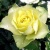 Роза ЛИМБО (ДОЛЛАР) чайно-гибридная  в Королеве