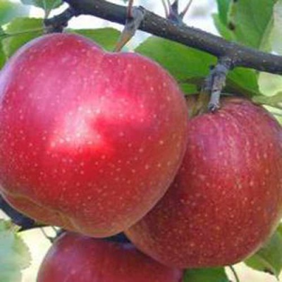 Яблоня АПОРТ в Королеве
