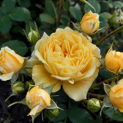 Роза флорибунда в Королеве