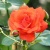 Роза АНЖЕЛИКА чайно-гибридная  в Королеве