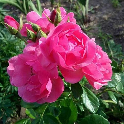 Роза АНГЕЛА флорибунда в Королеве