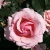 Роза ПОЭЗИЯ флорибунда в Королеве