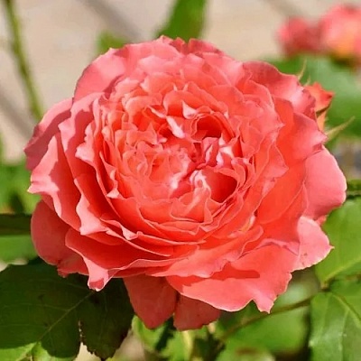Роза КОРАЛ ЖЕЛЕ японская в Королеве
