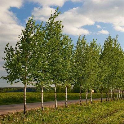 Береза обыкновенная в Королеве