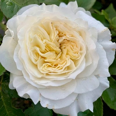 Роза ПЕЙШЕНС чайно-гибридная  в Королеве