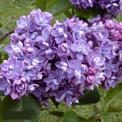 Сирень АМИ ШОТТ в Королеве