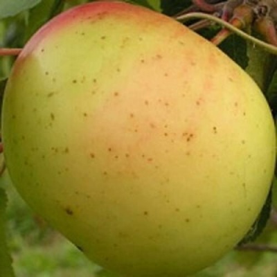 Яблоня БАНАНОВОЕ в Королеве