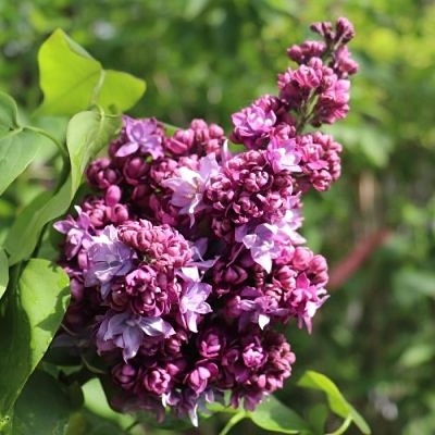 Сирень МАРШАЛ МАЛИНОВСКИЙ в Королеве