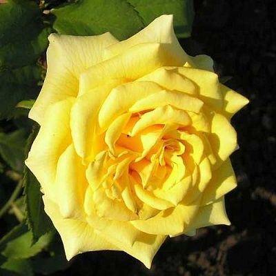 Роза ЛАНДОРА чайно-гибридная  в Королеве