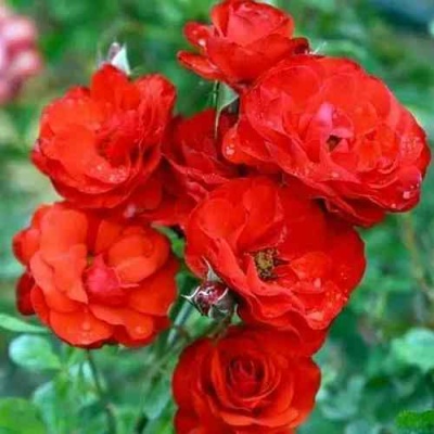 Роза ФАЙЕР КИНГ спрей  в Королеве