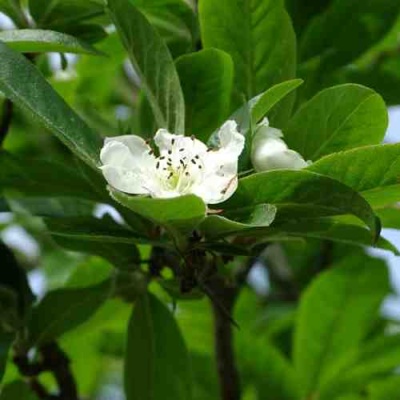 МУШМУЛА  в Королеве
