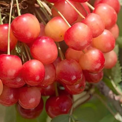 Черешня ЮЛИЯ в Королеве