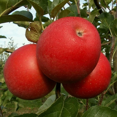 Яблоня БОГЕМИЯ в Королеве