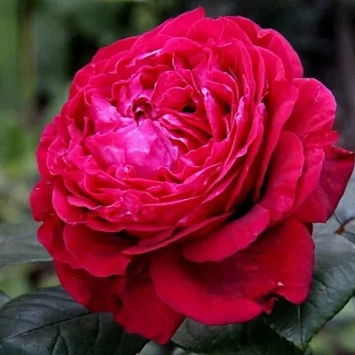 Роза 4 ВЕТРОВ флорибунда  в Королеве