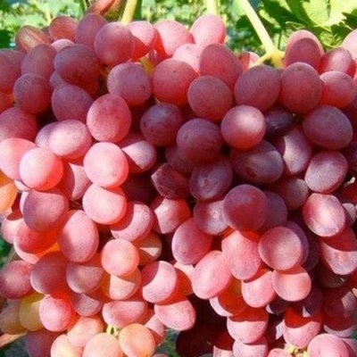 Виноград КИШМИШ КРАСНЫЙ в Королеве