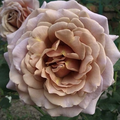 Роза КОКО ЛОКО флорибунда  в Королеве