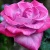 Роза ПАРАДИЗ чайно-гибридная  в Королеве