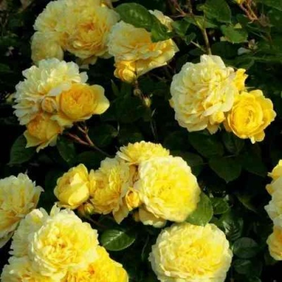 Роза АНИ ДЮПРЕЙ флорибунда в Королеве