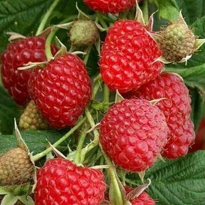Малина ГЛЕН АМПЛ в Королеве