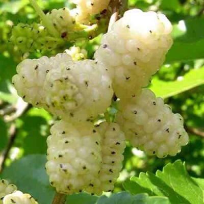 Шелковица БЕЛАЯ АЛЬБА в Королеве
