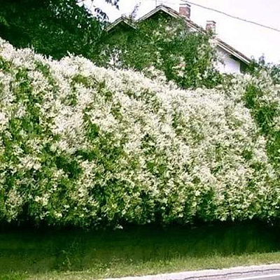 Фаллопия Фаллопия в Королеве