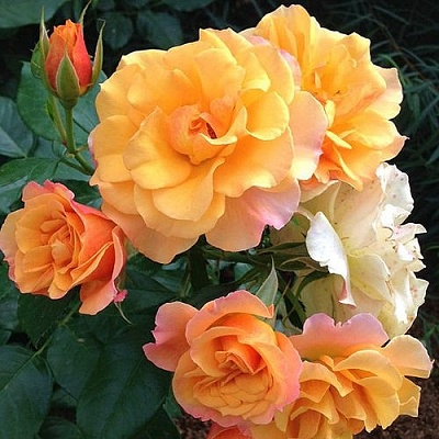 Роза ТЕКИЛА флорибунда  в Королеве