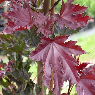 Клен КРИМСОН СЕНТРИ остролистный в Королеве