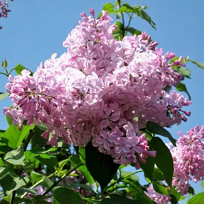 Сирень БУФФОН в Королеве